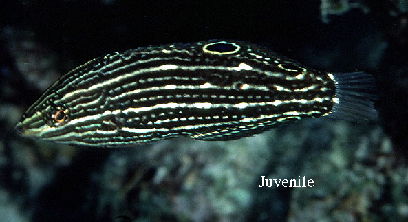  Halichoeres marginatus (Dusky Wrasse)